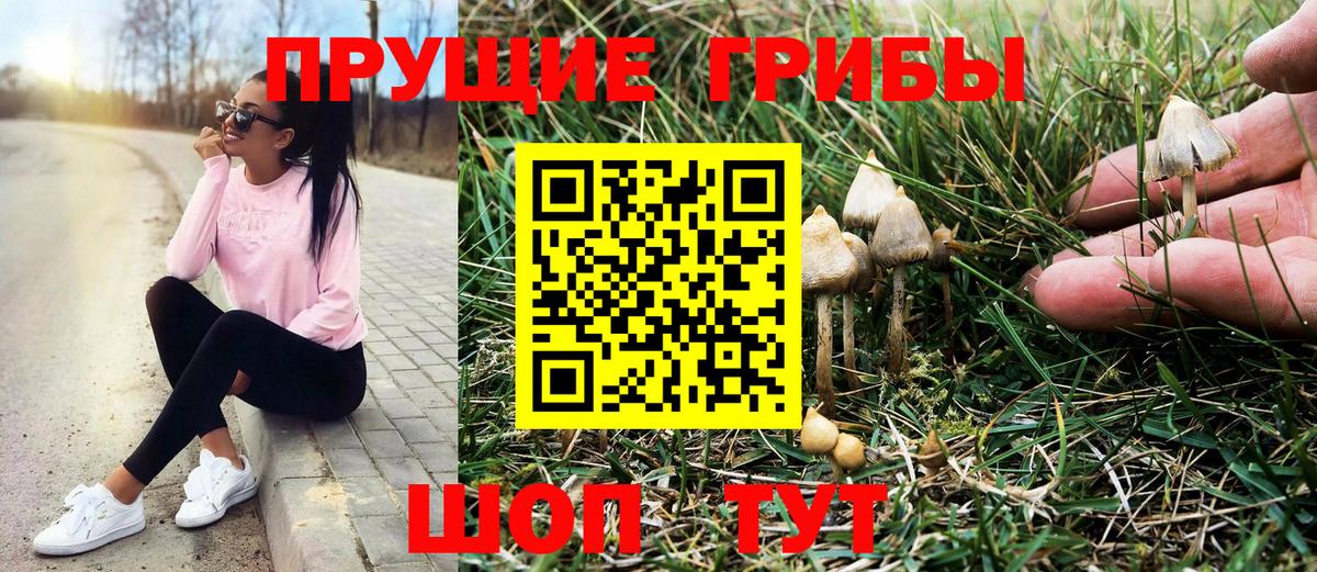 Галлюциногенные грибы Psilocybe Осинники